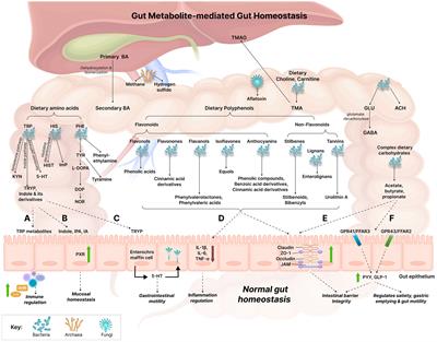 Gut commensals and their metabolites in health and disease